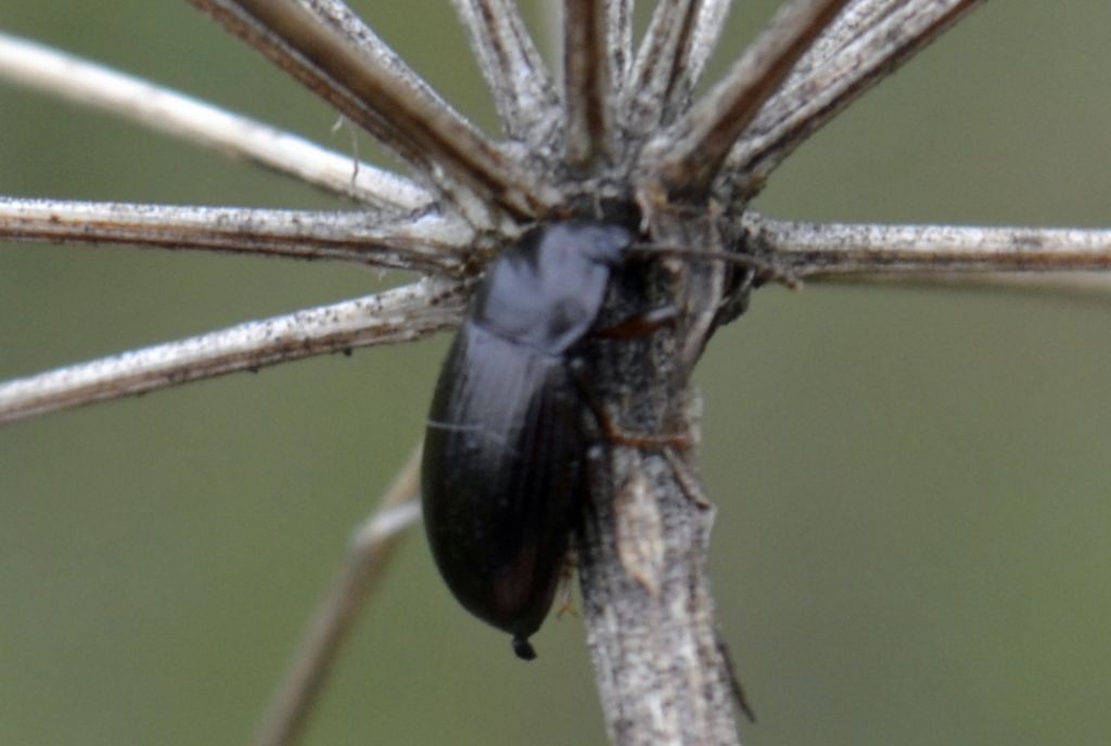 Nalassus (Tenebrionidae) ?